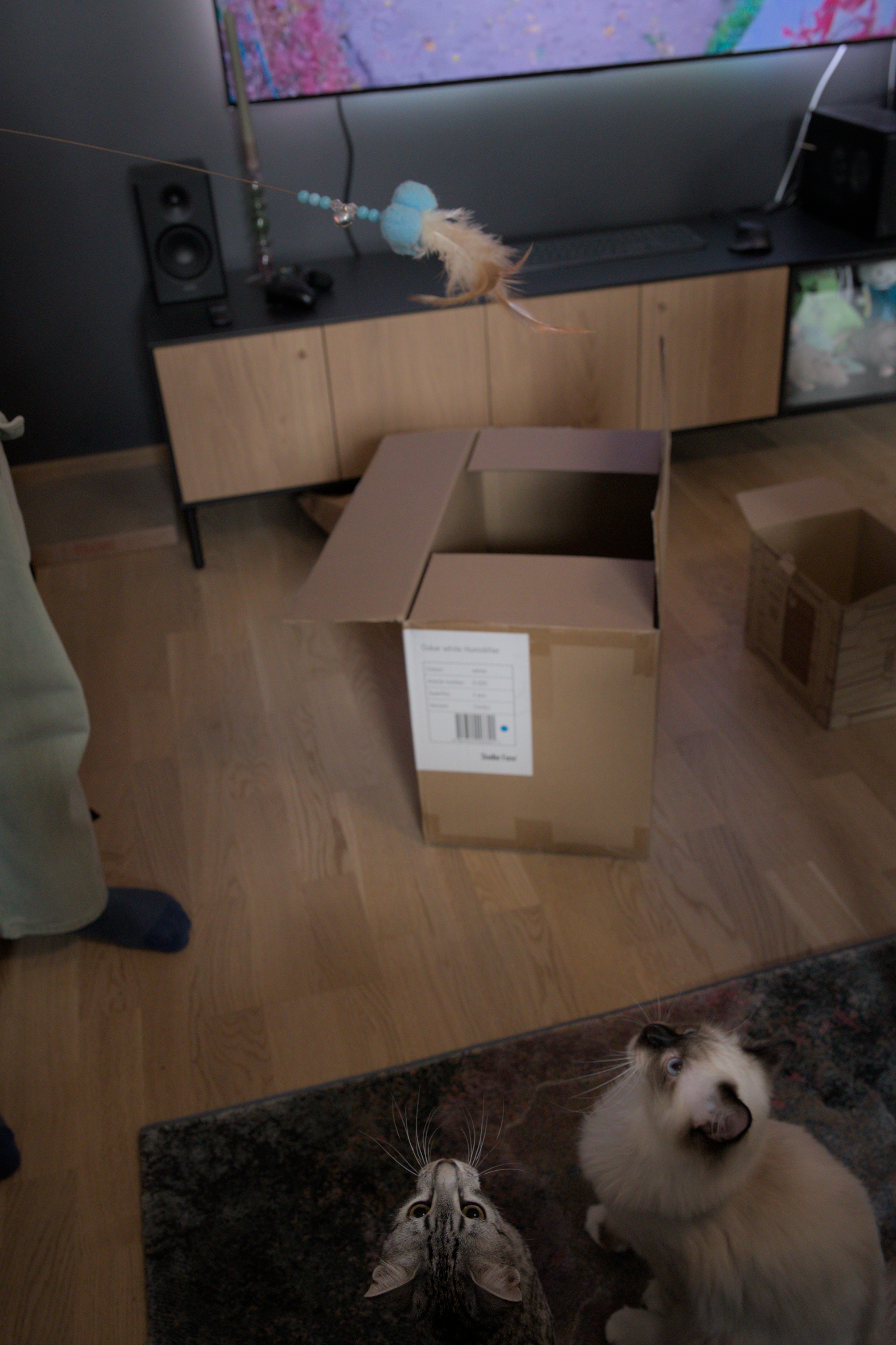 2025/10/12 - cats/DSC_0090.jpg